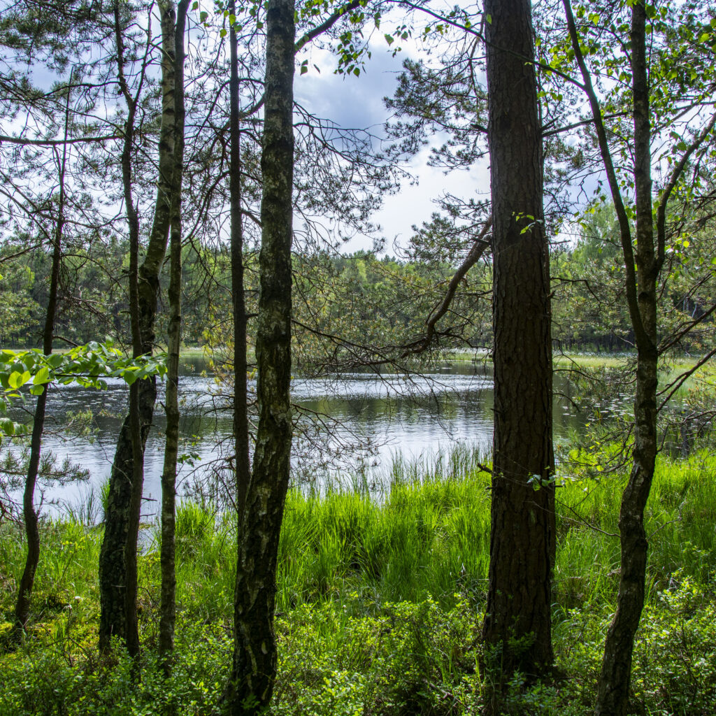 MOC NATURY w naszych rezerwatach