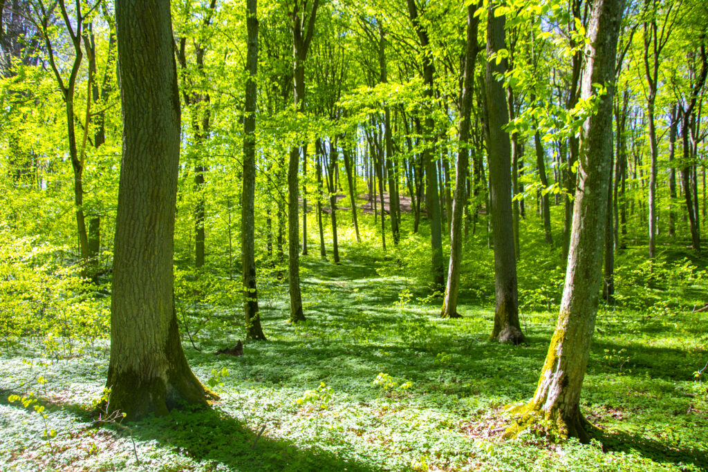 Baszta i Nadleśnictwo Bytów – naturalne partnerstwo
